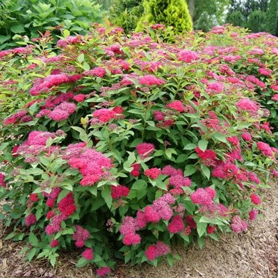 Double Doozie Spirea, Spirea Shrub
"Dream Team's" Portland Garden
Proven Winners
Sycamore, IL