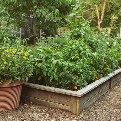 Raised Bed Vegetable Garden
"Dream Team's" Portland Garden
Proven Winners
Sycamore, IL