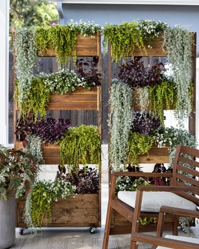 Privacy Planter, Vertical Planting
"Dream Team's" Portland Garden
Proven Winners
Sycamore, IL