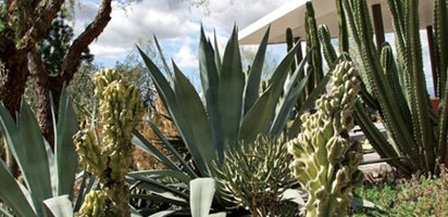 A Waterwise Cactus Garden, Photo Gallery
Lari Pittman (Homeowner)
Los Angeles, CA