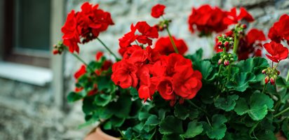 Red Geranium, Potted Plant, Red Flower, Pelargonium
Flower Pictures
Shutterstock.com
New York, NY