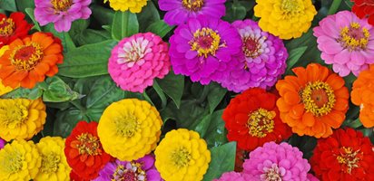 Zinnia Flowers, Mixed Flowers
Flower Pictures
Shutterstock.com
New York, NY