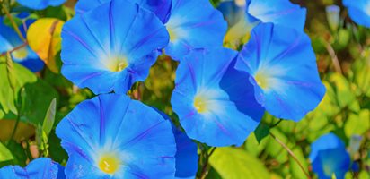 Ipomoea Tricolor, Heavenly Blue, Blue Flowers
Shutterstock.com
New York, NY