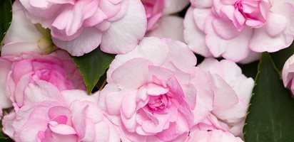 Rockapulco Appleblossom, Impatiens, Impatiens Walleriana
Proven Winners
Sycamore, IL