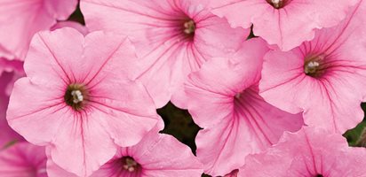 Supertunia, Vista Bubblegum, Pink Petunia
Proven Winners
Sycamore, IL
