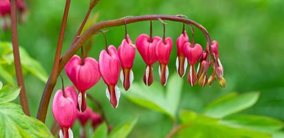 Dicentra Spectabilis, Common Bleeding Heart, Old-Fashioned Bleeding Heart
Shutterstock.com
New York, NY