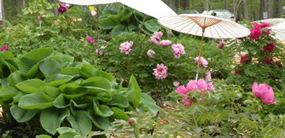 Visit Cricket Hill Garden
Garden Design
Calimesa, CA