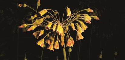 Sicilian Honey Garlic, Chicago Botanic Garden
Linda Rutenberg
,