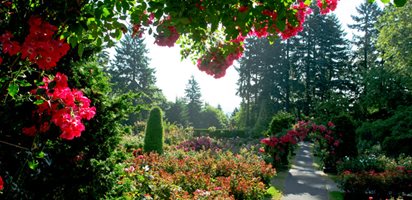 Portland's International Rose Test Garden
Portland Parks & Recreation
Portland, OR