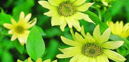 Sunflower Jade
Flower Pictures
Burpee
Warminster, PA