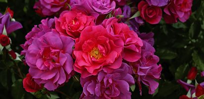 Cinco De Mayo, Rose
Weeks Roses
Wasco, CA