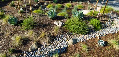 Lawn-Free Garden, Succulent Garden
Theodore Payne Foundation
Sun Valley, CA