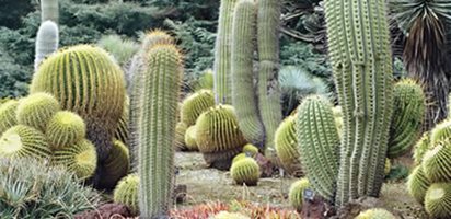 Succulent and Cacti Pictures
Huntington Botanical Gardens
San Marino, CA