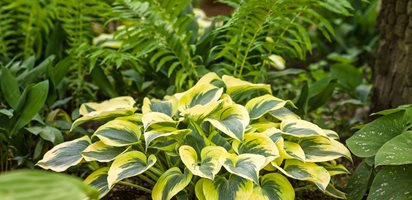 Hosta Autumn Frost, Shade Plant, Variegated Foliage
Shade Garden Pictures
Proven Winners
Sycamore, IL