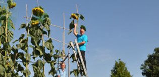 Tall Sunflowers
Garden Design
Calimesa, CA
