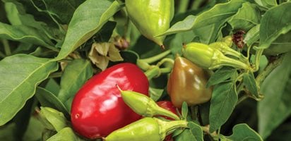 Fire Away Hot & Heavy Pepper, Pepper Plant
Proven Winners
Sycamore, IL