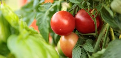 Garden Gem Tomatoes On Vine, Lycopersicon Esculentum
Vegetables in New Zealand
Proven Winners
Sycamore, IL