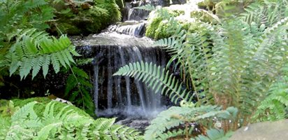 North Carolina Woodland Reverie
Garden Design
Calimesa, CA