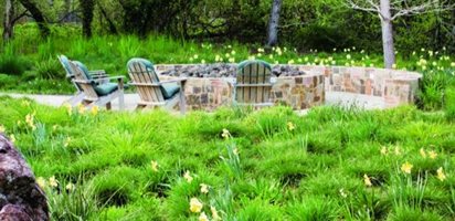 Ornamental Grass
Greenlee and Associates
Brisbane, CA