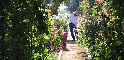 Rose Extravaganza in an Olive Grove
Christopher Whelan (Homeowner)
San Joaquin Valley, CA