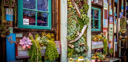 Succulent and Cacti Pictures
Succulent Cafe (Peter Loyola)
Oceanside, CA