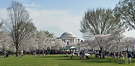 National Cherry Blossom Festival
Garden Design
Calimesa, CA