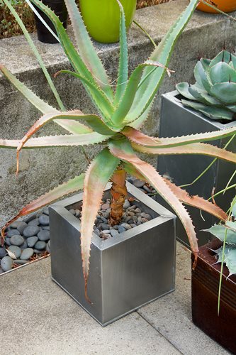 3
"Dream Team's" Portland Garden
Garden Design
Calimesa, CA