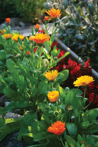 Calendula Plants, Calendula Petals
"Dream Team's" Portland Garden
St. Lynn's Press
Pittsburgh, PA