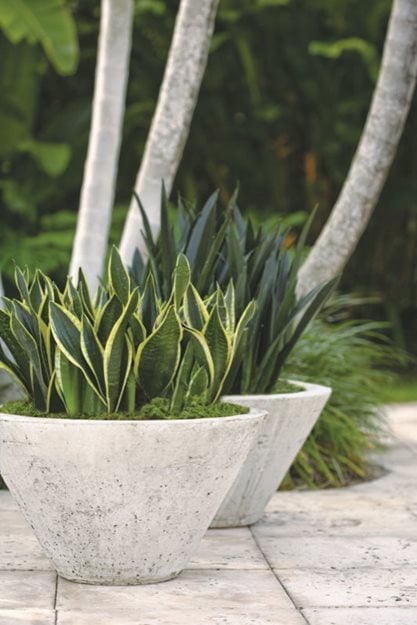 Trouble-Free Gardening with Sansevierias | Garden Design