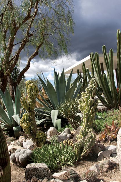 A Waterwise Cactus Garden | Garden Design