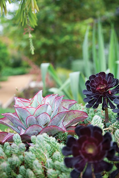 "Dream Team's" Portland Garden
Mark Tessier Landscape Architecture
Santa Monica, CA