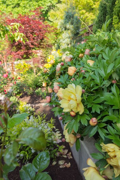 Misaka Itoh Peonies, Plants
"Dream Team's" Portland Garden
Garden Design
Calimesa, CA