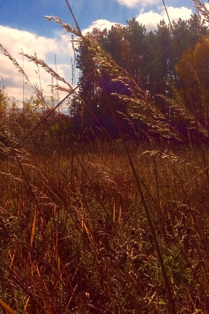 Native Grasses, Prairie Grasses
"Dream Team's" Portland Garden
Hugh Stephens
