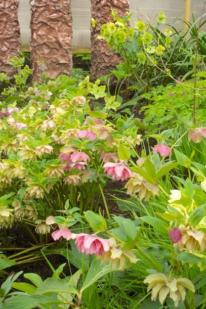 Party_dress_hellebores
"Dream Team's" Portland Garden
Joanne Fuller (Homeowner)
Portland, OR