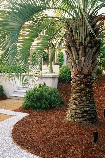 Landscaping With Palm Trees Pictures Landscaping With Palm Trees Pictures