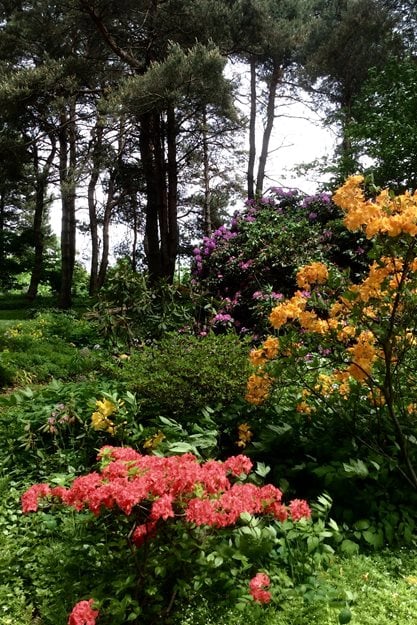 Spring Blooms, Pink And Yellow Flowers
"Dream Team's" Portland Garden
Hugh Stephens
