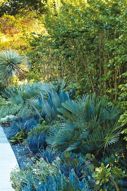 Sidewalk Bed, Sidewalk Garden
Mediterranean Berkeley Garden, Photo Gallery
Brandon Tyson
Berkeley, CA