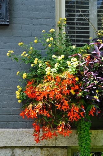 03_window_box_full_of_color
Garden Design
Calimesa, CA