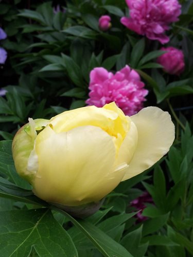 Bartzella Peony Ready To Bloom
Candace Mallette Landscape & Garden Design
Ottawa, ON