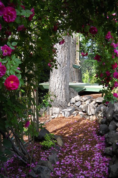 Blaze Climbing Rose, Archway
Garden Design
Calimesa, CA