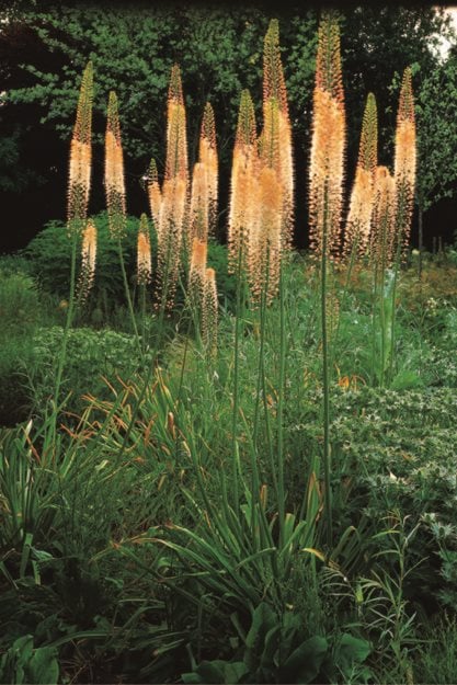 Blazing Orange Foxtail Lily (eremurus ‘cleopatra’)
Garden Design
Calimesa, CA