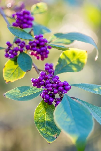 Callicarpa Bodinieri Profusion
Garden Design
Calimesa, CA