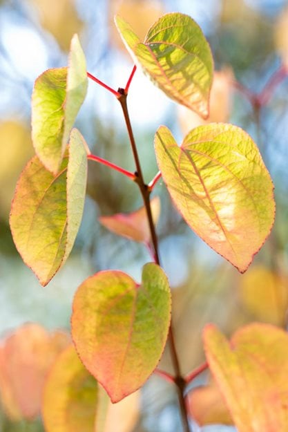 Cercidiphyllum Japonicum Heronswood Globe
Garden Design
Calimesa, CA