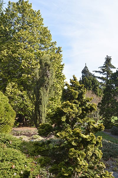 Collection Of Conifer Trees
Garden Design
Calimesa, CA