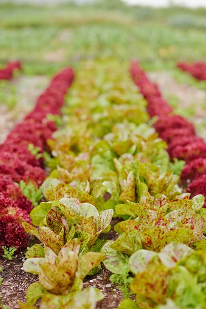 Colorful Lettuce, Flashy Trout Back Lettuce, Red Salanova Lettuce
The French Laundry Culinary Garden
Yountville, CA