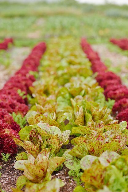 Colorful Lettuce, Flashy Trout Back Lettuce, Red Salanova Lettuce
The French Laundry Culinary Garden
Yountville, CA