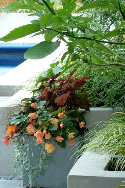 Concrete Planter, Container Garden
Garden Design
Calimesa, CA