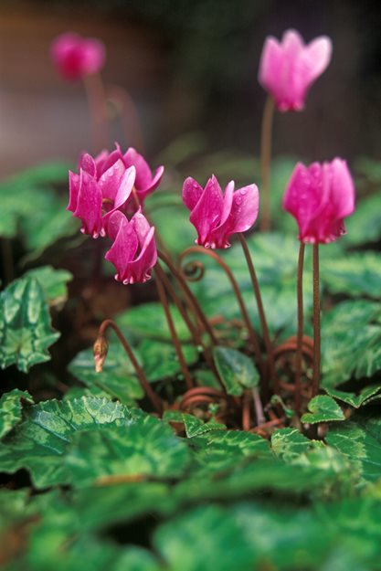 Cyclamen Hederifolium
Garden Design
Calimesa, CA
