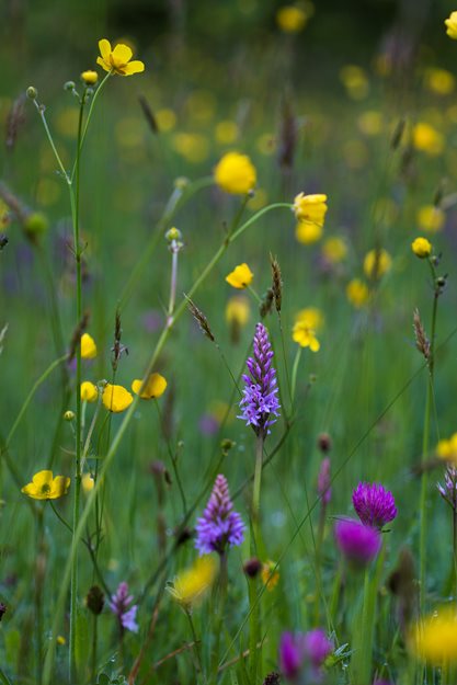 Dactylorhiza Fuchsii
Garden Design
Calimesa, CA