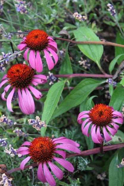 Echinacea Purpurea Magnus Johnsen Landscapes & Pools Mount Kisco, NY